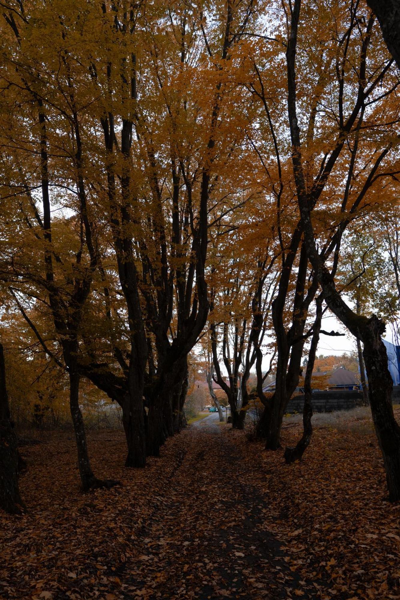 Uroczysko Olesnica Chodzież Exterior foto
